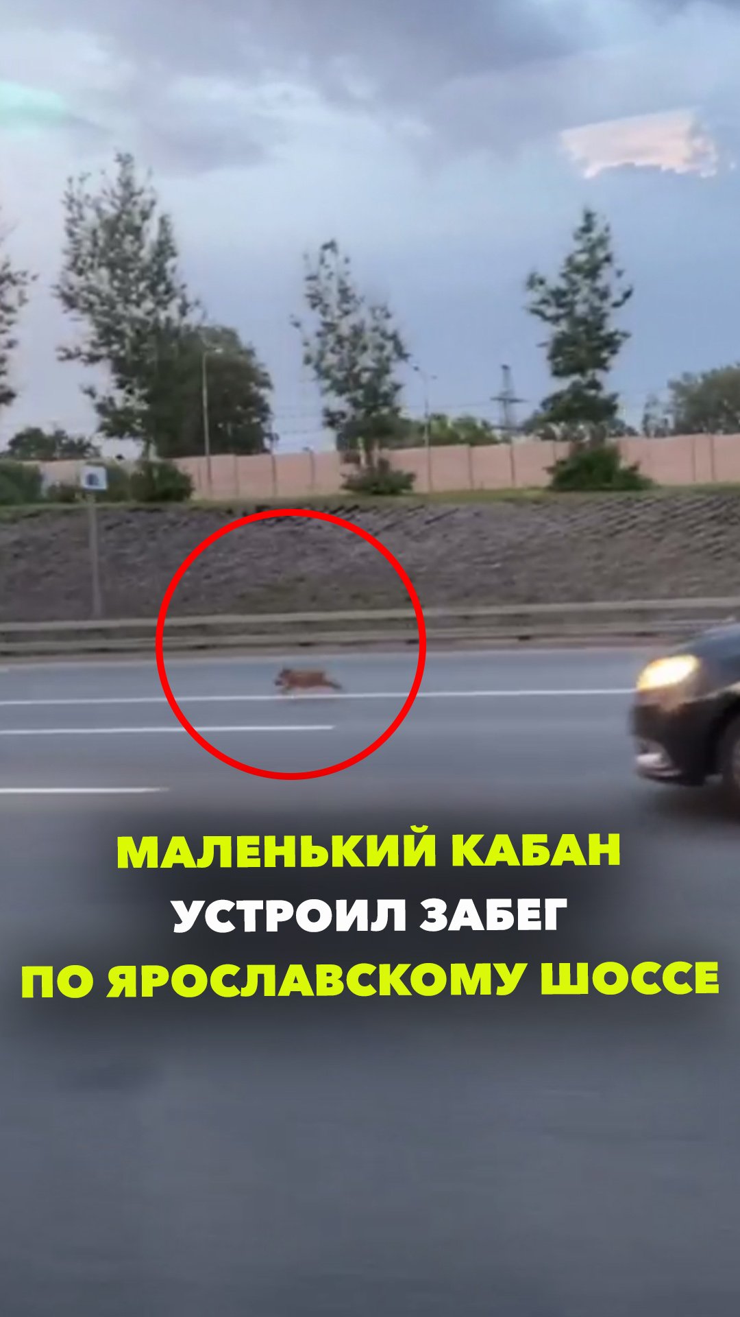 Бодрый кабан вышел на пробежку по Ярославскому шоссе под Мытищами