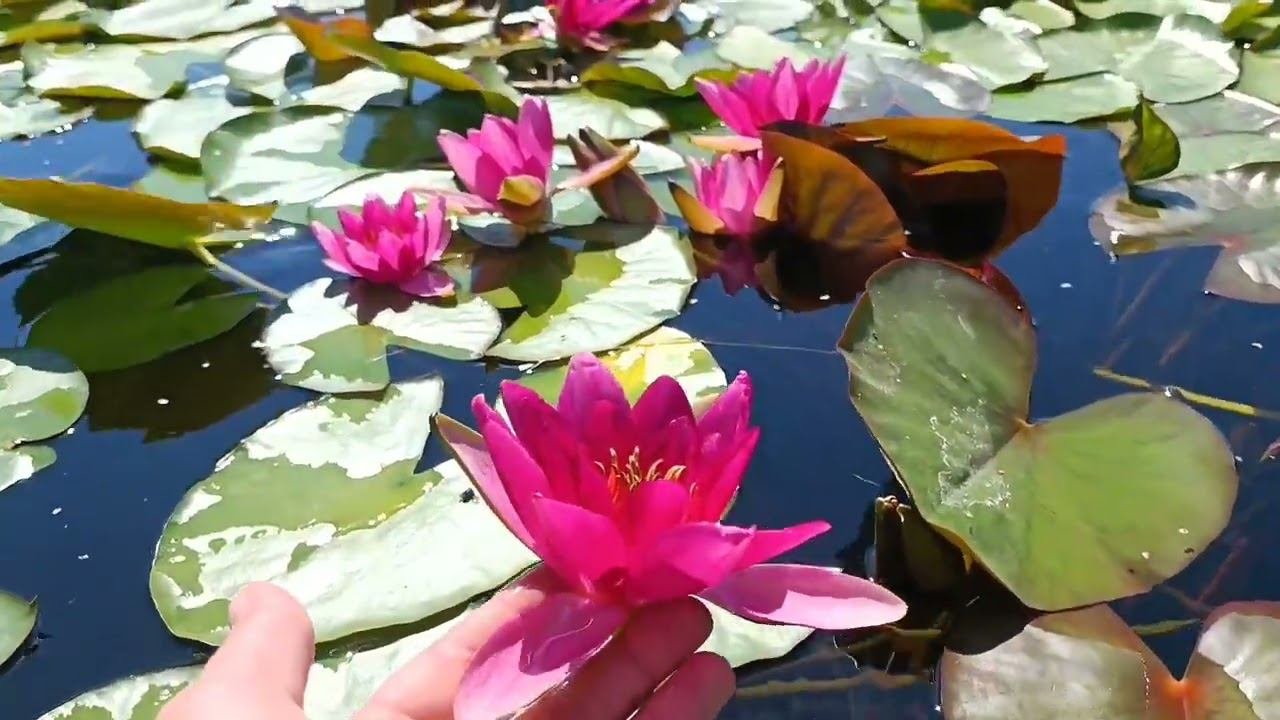 Кувшинка Laydekeri Lilacea