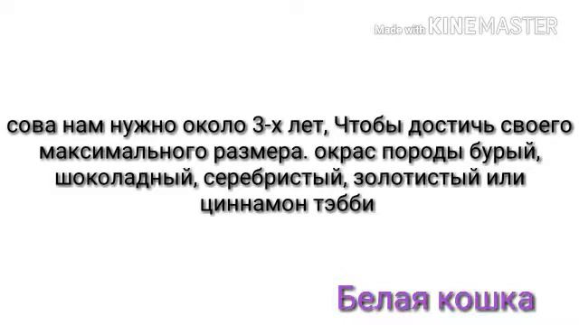 Новая рубрика !!!!!!   \называется :Породы кошек