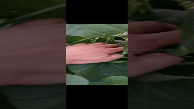 1000212095.mp4