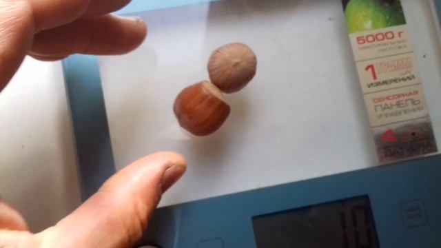 Фундук.Случайно найден сорт с очень крупным орехом.Скорее всего сеянец.