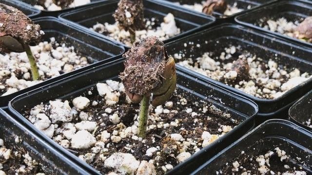 How to Grow Cacao From Seed