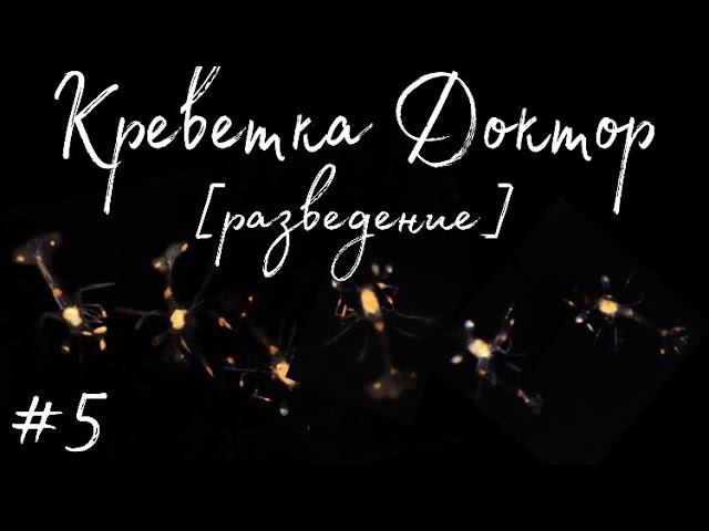 №5  Разведение креветки доктор | Морскойаквариум