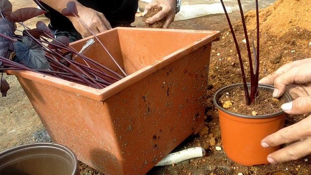 TIPS PERAWATAN KELADI BLACK RIPPLE / COLOCASIA BLACK RIPPLE