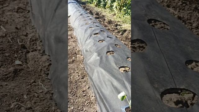 Не делай такие грядки.