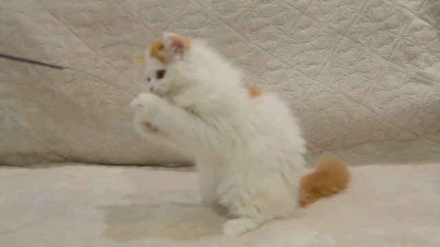 Шотландские котята из домашнего питомника