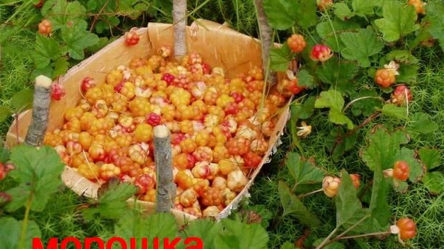Многообразие живых организмов болот Карелии
