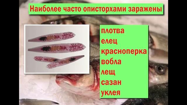 Пути заражения описторхозом