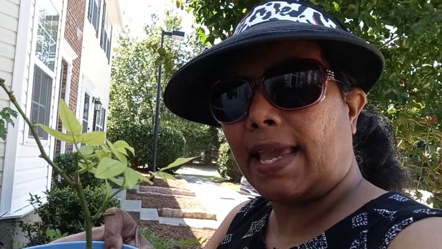 How to propagate Gardenia and Roses.Part 2