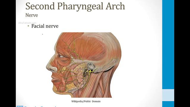 Reproductive - 1. Embryology - 7.Pharyngeal Arches atf