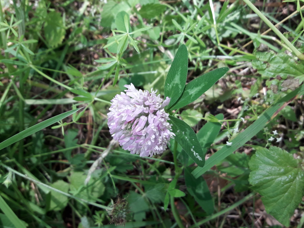 180. Клевер луговой - Trifolium pratense