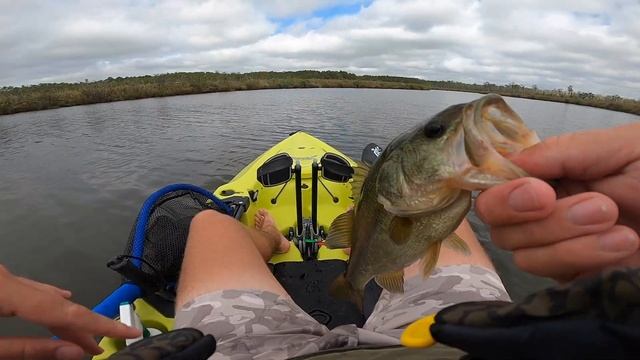 I CAUGHT A BASS IN SALTWATER ON A SHRIMP (Berkley Gulp Shrimp Fishing)