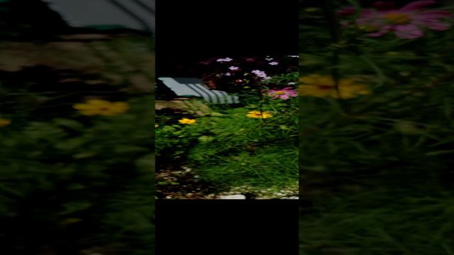 Сериал цветут на даче красивые цветы в саду на клумбе за городом на природе в Подмосковье. серия 8