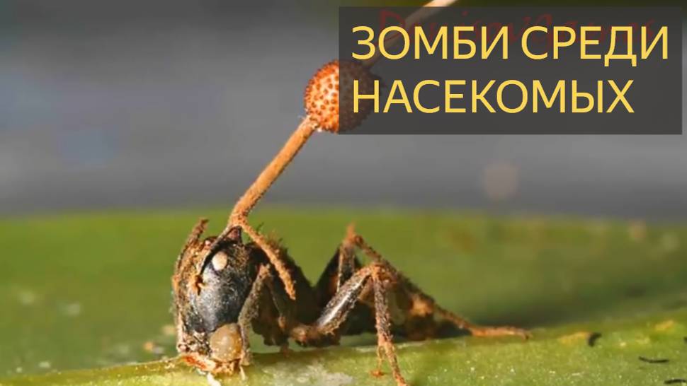 Зомби среди насекомых