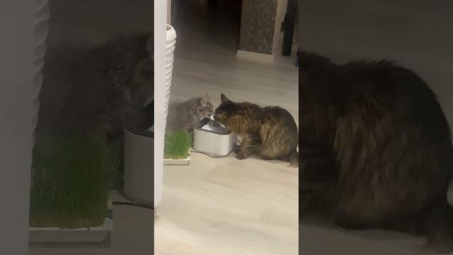 коты тогда п ют воду