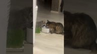 коты тогда п ют воду