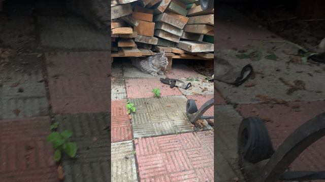 Разборки у кошек Софа и Шерла