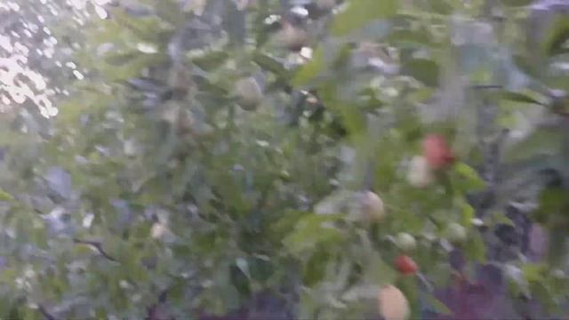 Зизифус. Ягода исцеляющая гипертонию! Морозостойкие сорта в Украине.  Дегустация.