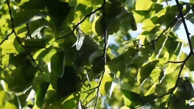ВЫ ШУМИТЕ ШУМИТЕ НАДО МНОЮ БЕРЕЗЫ, ПЕСНЮ - ВИА "Сябры" СПЕЛ УЛИЧНЫЙ МУЗЫКАНТ.