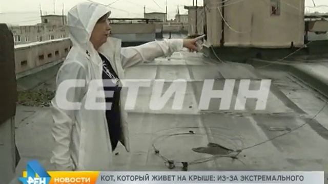 Спасение любознательного кота завело его хозяев на крышу девятиэтажки