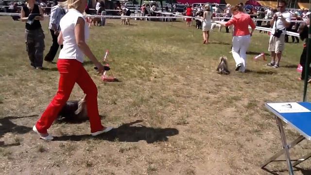 07.07.2012 Владимир CACIB