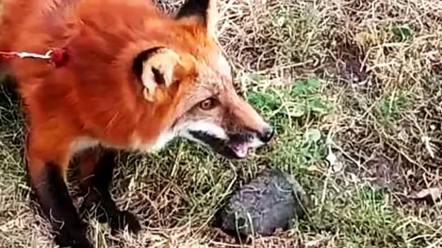 СБЕЖАВШИЙ домашний ЛИС устроил чертовщину в деревне.