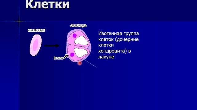Хрящевые ткани