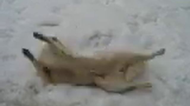 собака в снегу валяется