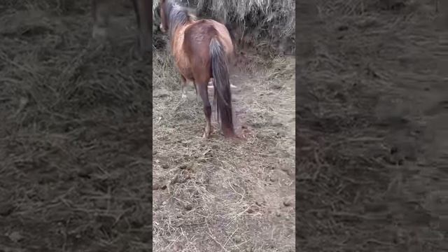 МАТЕРИНСКИЙ ИНСТИНКТ кобылы #ауылшаруашылығы #жеребец #кобыла #жылқы #конь #казахстан #табун