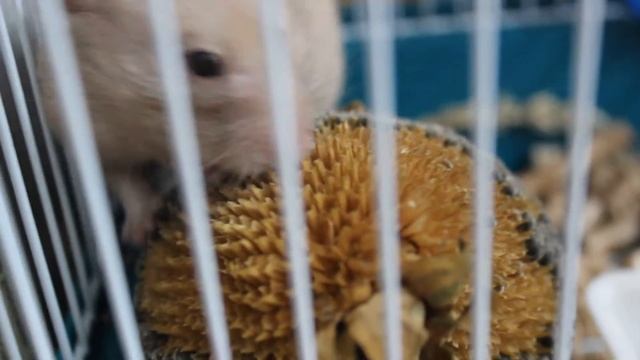 Хомячок ест семечки подсолнуха