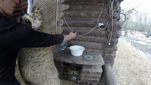Зарезать барана красиво, снять шкуру.