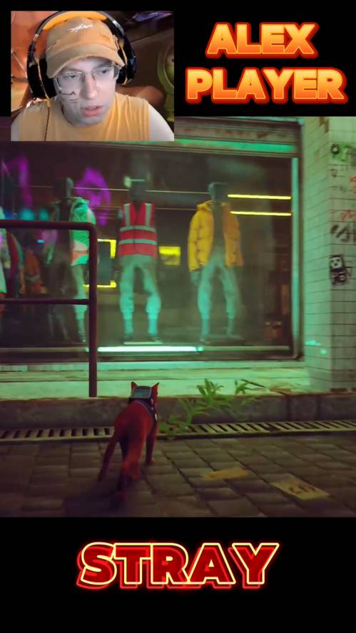 Котик украл куртку в Stray