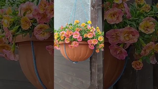 Калибрахоа и петунии в саду у Хлопотуньи