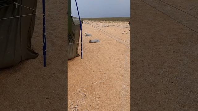 надвигается шторм,устоит ли палатка,отдых в Крыму.mp4