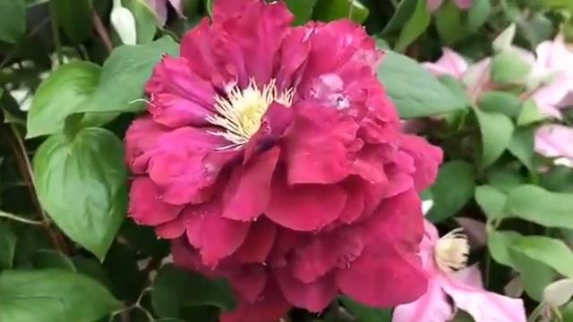 Clematis Charmaine