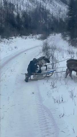 Уступаем дорогу Северным Оленям запряженным в нарты