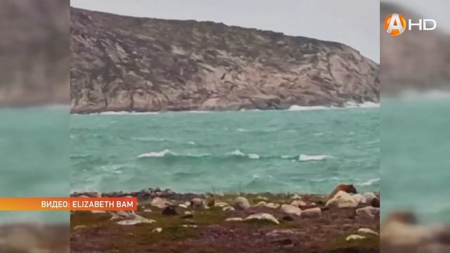 Летом побывать на море мечтают не только люди, но и медведи