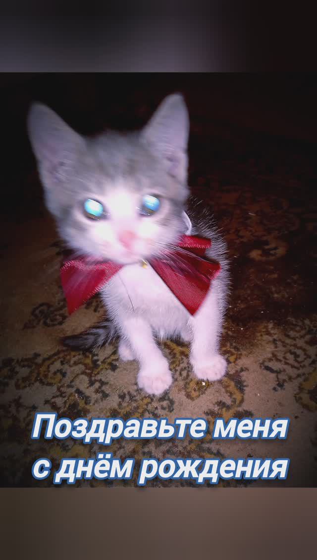 У Маркиза день рождения! #котик