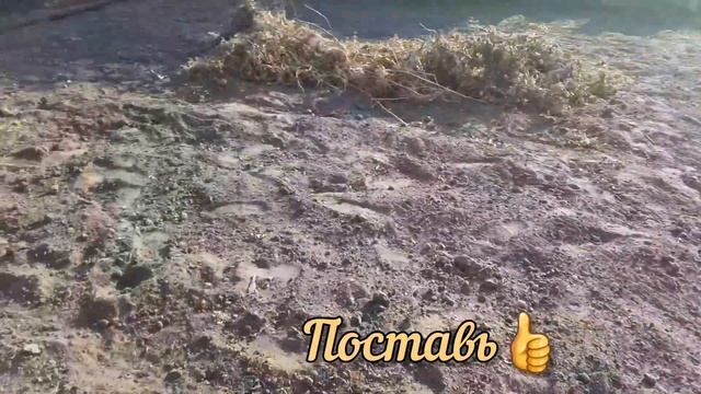 Как подготовить грядку для чеснока. Удобрения.