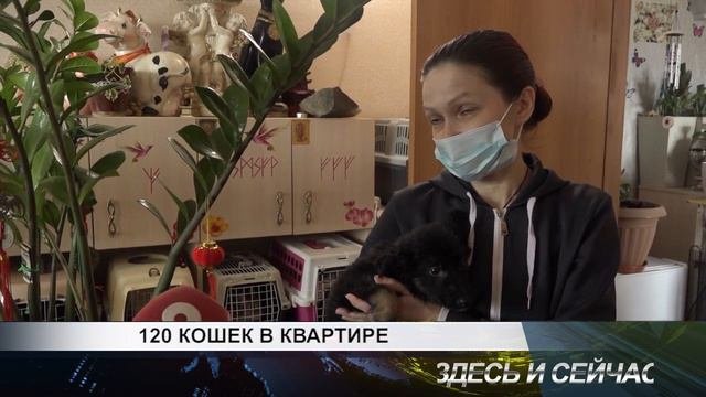 120 кошек в квартире