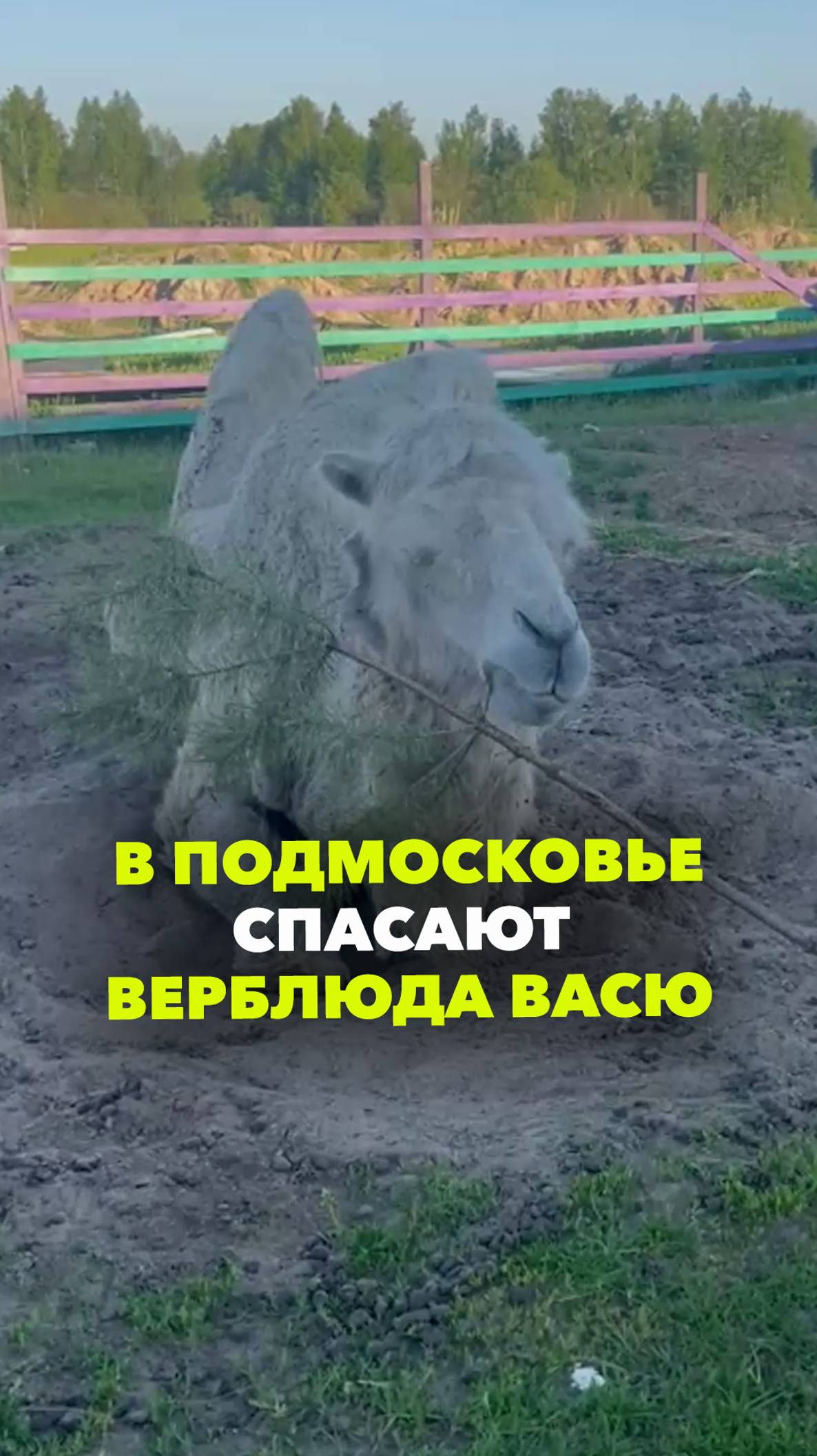 Спасение верблюда Васи: 6 лет назад животное с обмороженными ногами изъяли из кафе в Волгограде
