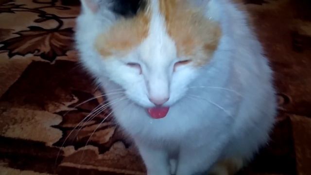 Кошка худеет