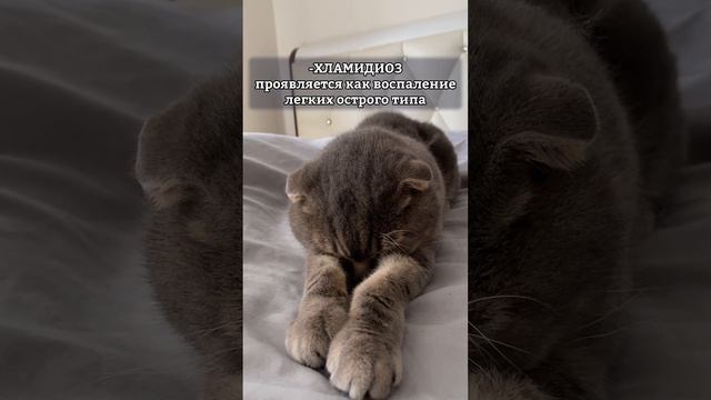 ЧЕМ МОЖНО ЗАРАЗИТЬСЯ ОТ КОТА?