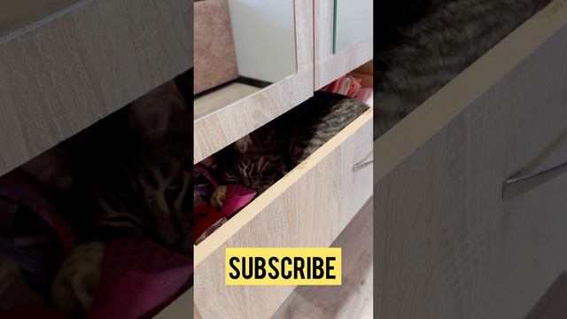 Кот спит в шкафу