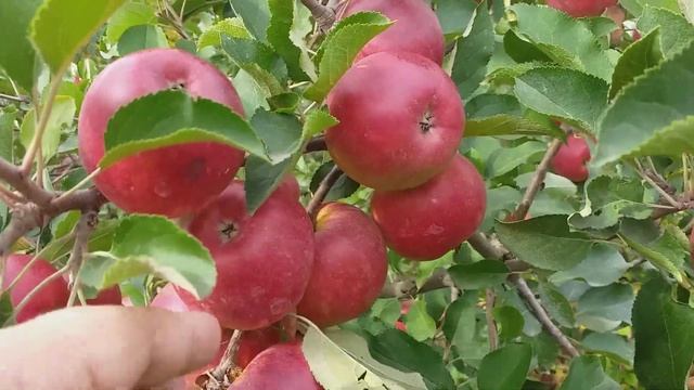 Яблоня сорт зимний Райка apple Rajka. Перспективный сорт. Обзор.