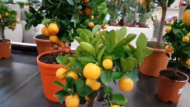 Цитрофорты: лимон, каламондин, микрокарпа. Орхидеи.