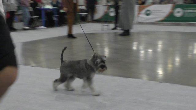 Цвергшнауцер перец с солью С Щенки Miniature schnauzer sp Female Puppy class
