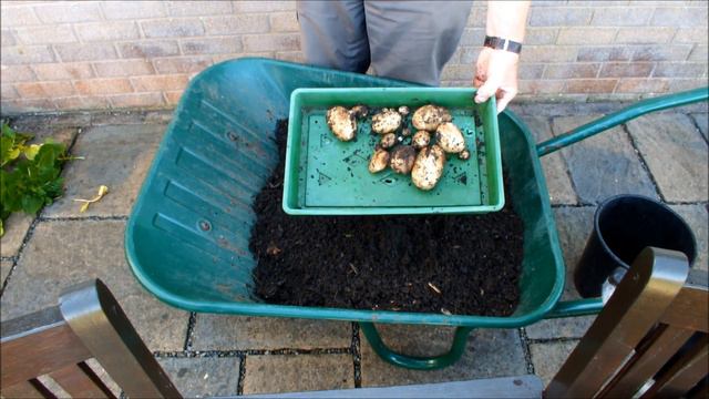 Early Potato reveal and some 'potatoes splitting / bursting' info