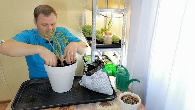 Пересадка денежного дерева