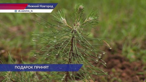 В нижегородском парке Победы высадили саженцы крымской сосны, подаренные Симферополем